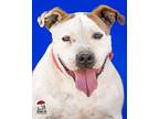 Jersey Pit Bull Terrier Adult Female