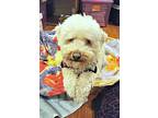 Murphy needs a single woman! Poodle (Miniature) Young Male