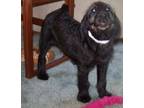 Labradoodle Puppy for Sale - Adoption, Rescue