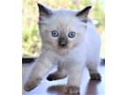 Loki Genuine Ragdoll Seal Point Colorpoint Pointed Male Kitten Kittens For Sale