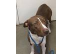 Lily Pit Bull Terrier Young Female