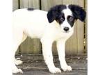 Adopt Winnie a Border Collie, English Shepherd