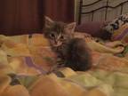 Elliot Domestic Shorthair Kitten Male