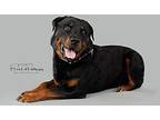 PeeWee Rottweiler Young Male