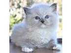 Angel Blue Point Pointed Mitted Male Genuine Ragdoll Kitten For Sale Adoption