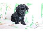 Yorki Poo Puppy for Sale - Adoption, Rescue