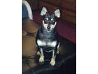 ROCCO Miniature Pinscher Young Male