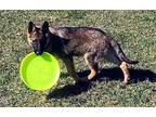 A foster or Adopter needed for Optimus German Shepherd Dog Puppy Male