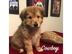Cowboy Collie Puppy Male