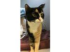 Carousel Domestic Shorthair Young Female