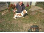 Basset Hound Puppy for Sale - Adoption, Rescue