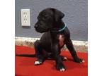 Great Dane Puppy for Sale - Adoption, Rescue