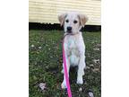 Bizzy Great Pyrenees Puppy Female