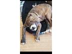 Donald American Pit Bull Terrier Puppy Male
