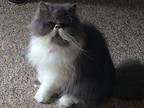 Tommy - ADOPTION PENDING Persian Adult Male