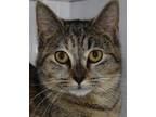 Delilah (Petsmart - Martinsville) Tabby Young - Adoption, Rescue