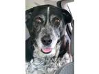 Maya Bluetick Coonhound Senior - Adoption, Rescue