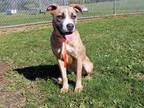 STAR American Pit Bull Terrier Young Female