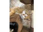 Tito American Shorthair Adult - Adoption, Rescue