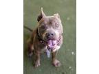 Moses American Staffordshire Terrier Young Male