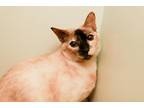 Coffee - $65 Spirit Cat Siamese Adult - Adoption, Rescue
