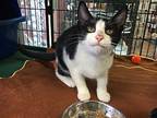 Sam Smith Domestic Shorthair Young Male