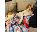 Adopt Bread a Beagle, Treeing Walker Coonhound