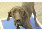 Sable Labrador Retriever Adult - Adoption, Rescue