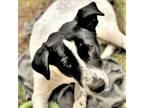 Adopt Bandito a Australian Cattle Dog / Blue Heeler, Dalmatian
