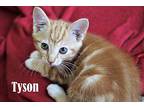 Tyson Domestic Shorthair Kitten Male