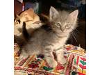 Paisley Domestic Mediumhair Kitten Female