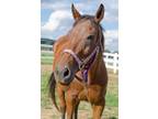 Frenchy Thoroughbred Adult - Adoption, Rescue
