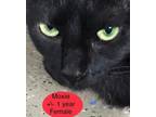 Adopt Moxie a Domestic Short Hair