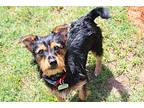 Maggie Yorkie, Yorkshire Terrier Young Female