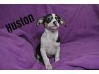 Mrs. Peabody Puppy - Houston Chihuahua Puppy Male