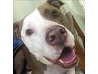 Bandit American Staffordshire Terrier Adult Male