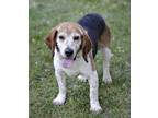 Nickelby Beagle Adult Male