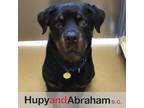 Lydia - Featured! Rottweiler Adult Female