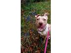Lucy Staffordshire Bull Terrier Adult Female