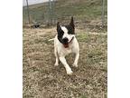 Pebbles Bull Terrier Young Female