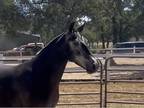 4 yr old Andalusian Gelding