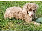 Miniature Poodle Puppy for Sale - Adoption, Rescue