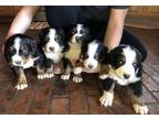 Bernese Mountain Dog Puppy for Sale - Adoption, Rescue