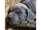 Cane Corso Italiano Puppy for Sale - Adoption, Rescue