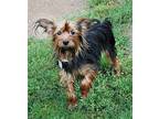 Roxie Yorkie, Yorkshire Terrier Young Female