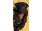 German Shepherd Dog Puppy for Sale - Adoption, Rescue