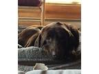 Socrates Labrador Retriever Adult - Adoption, Rescue