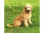 Goldendoodle Puppy for Sale - Adoption, Rescue