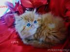 Cfa Reg.persian Adorable Red Tabby Males