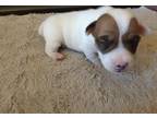 Jack Russell Terrier Puppy for Sale - Adoption, Rescue
